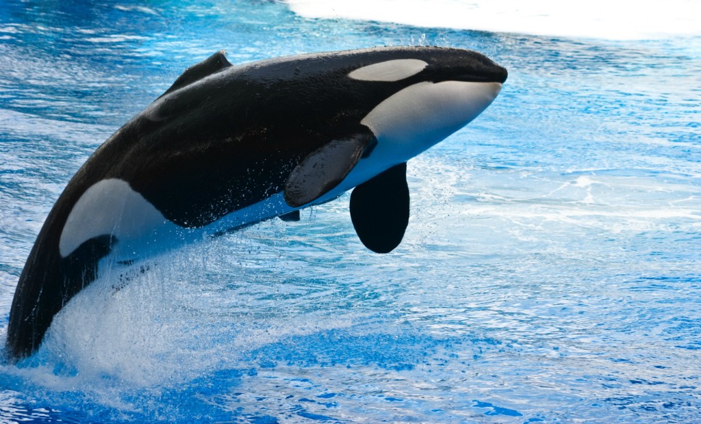 jumping-orca